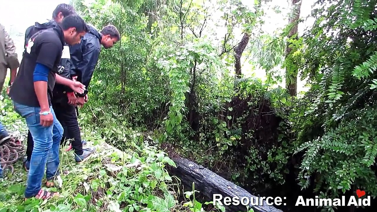 Dog sobs when she sees rescuer coming to save her