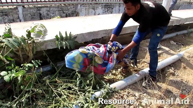 Leg cut off by train, sweetest dog still wags tail