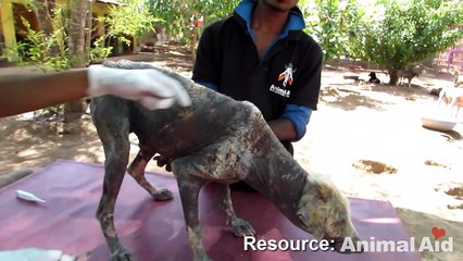 Rescue of sweetest street dog dying from mange