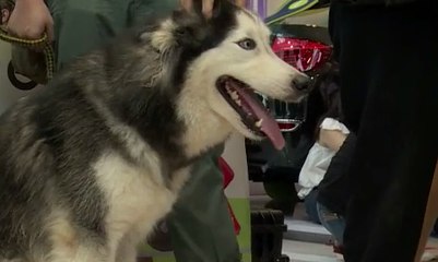 Ini Dia “Fashion Show” Khusus untuk Anjing