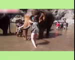 Tourist is sent flying through the air by elephant