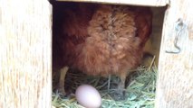 Tavuk Yumurtlama Anı Yakın Çekim