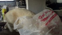 Un chat péte un câble lorsque sa tête s'est bloquée dans un sac en plastique