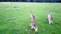 Kangaroo leaps at drone as it hovers above