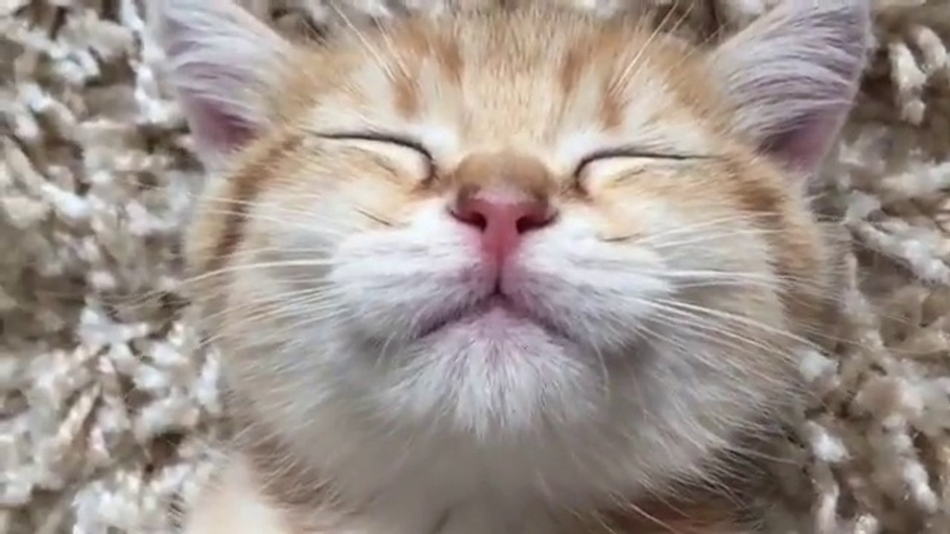 Ce Chaton Dort D Une Drole De Facon Tellement Adorable Video Dailymotion