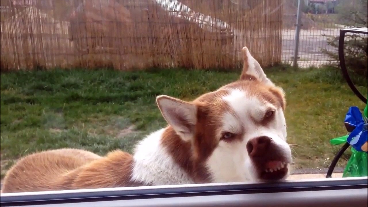 Tu les vois mes dents!!! Trop marrant le husky