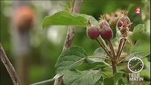 Pesticides - les agriculteurs veulent privilégier des solutio