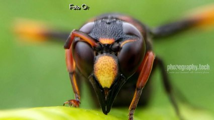 Macro Phone Meizu U20 & Add Lens Macro Smartphone