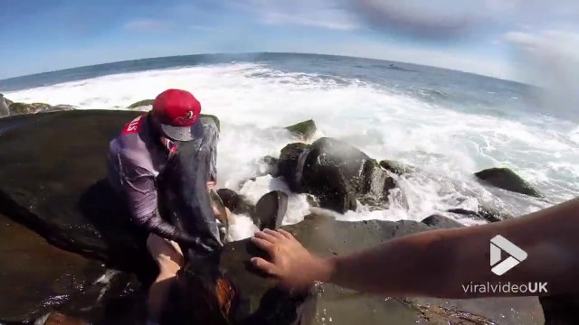 2 plongeurs sauvent une Carangue énorme échouée dans les rochers