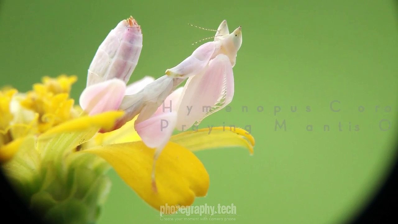 SlideShow - Macro Phonegraphy & Lens Prosummer