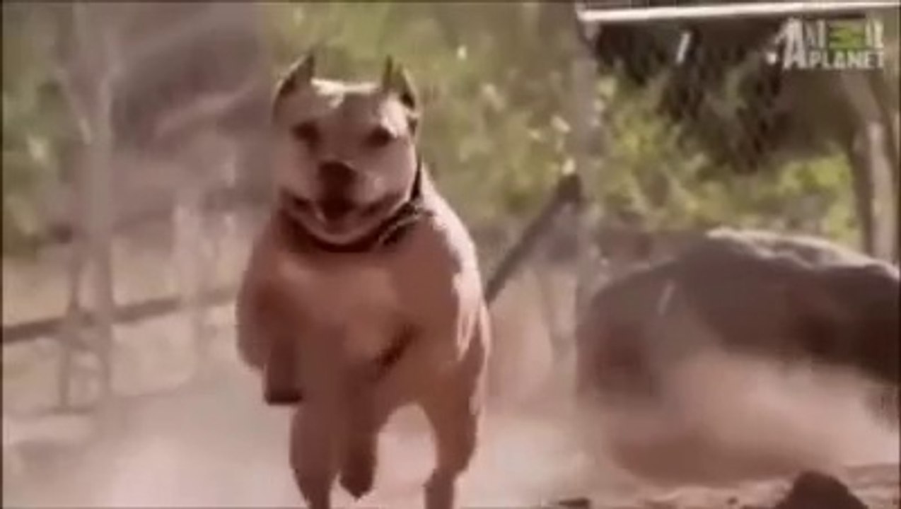 Pitbull Impossible Power
