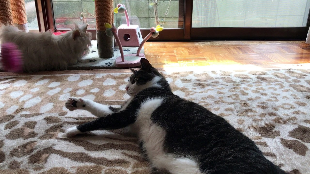 琥珀