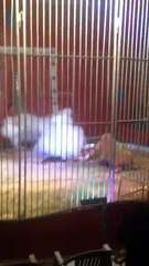 Cirque de Doullens : Le numéro du dompteur vire au drame