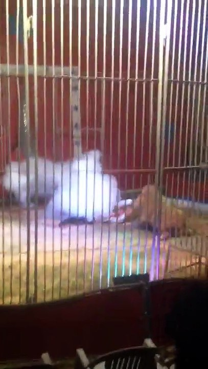 Cirque de Doullens : Le numéro du dompteur vire au drame