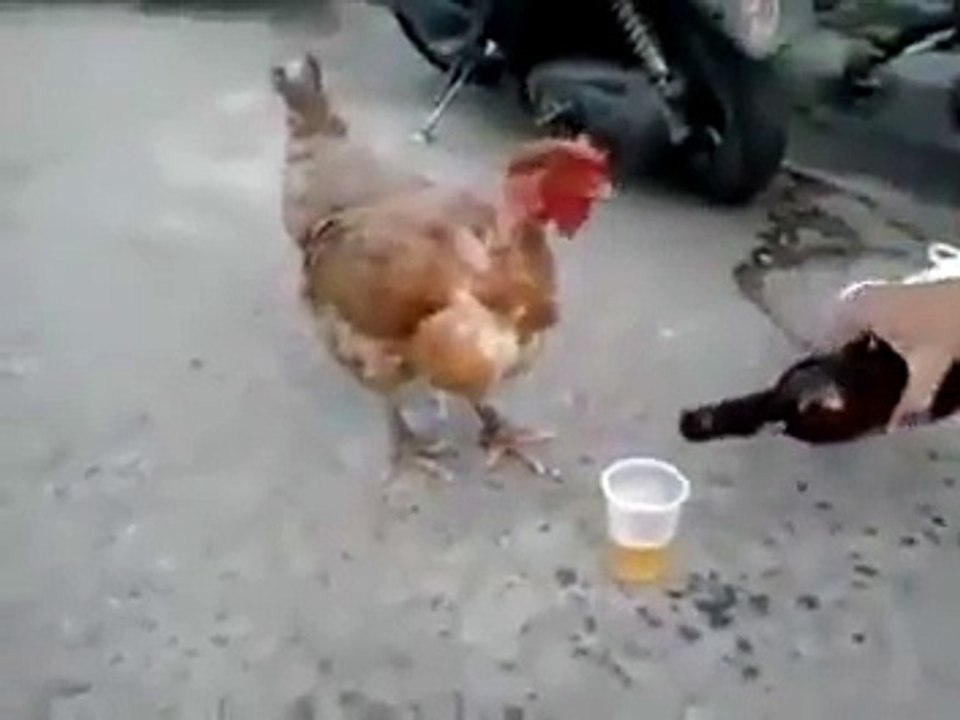 Hen Drinking Beer Very Funny Fail Video