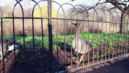 Лондон за 11 минут