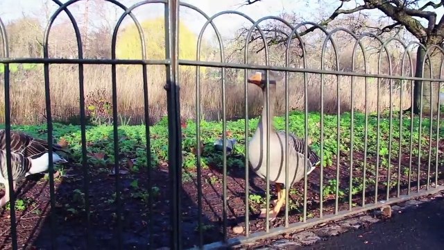 Лондон за 11 минут