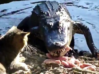 Un chat met à l'amende un alligator avec le regard