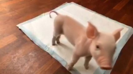 This Real-Life Babe Formed An Unlikely Friendship With A Pack Of Dogs