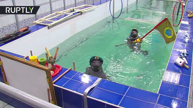 Ces adorables phoques pourraient devenir la plus récente arme mortelle de la Russie