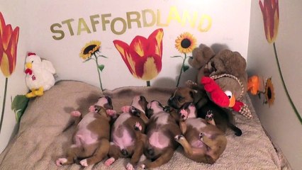 25ème Vidéo Les P'tits Oeufs de la 28ème portée de Staffordland
