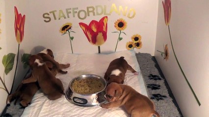 26ème Vidéo Les P'tits Oeufs de la 28ème portée de Staffordland
