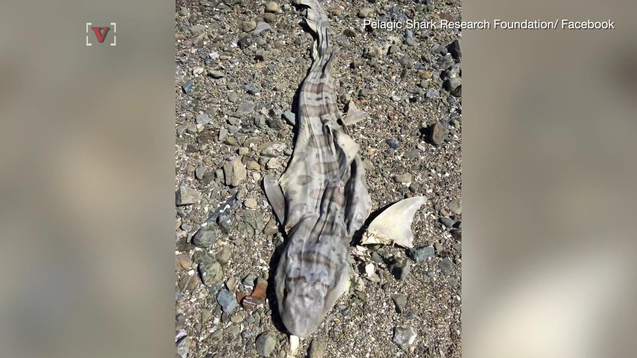 Why Hundreds Of Sharks Are Dying in San Francisco Bay