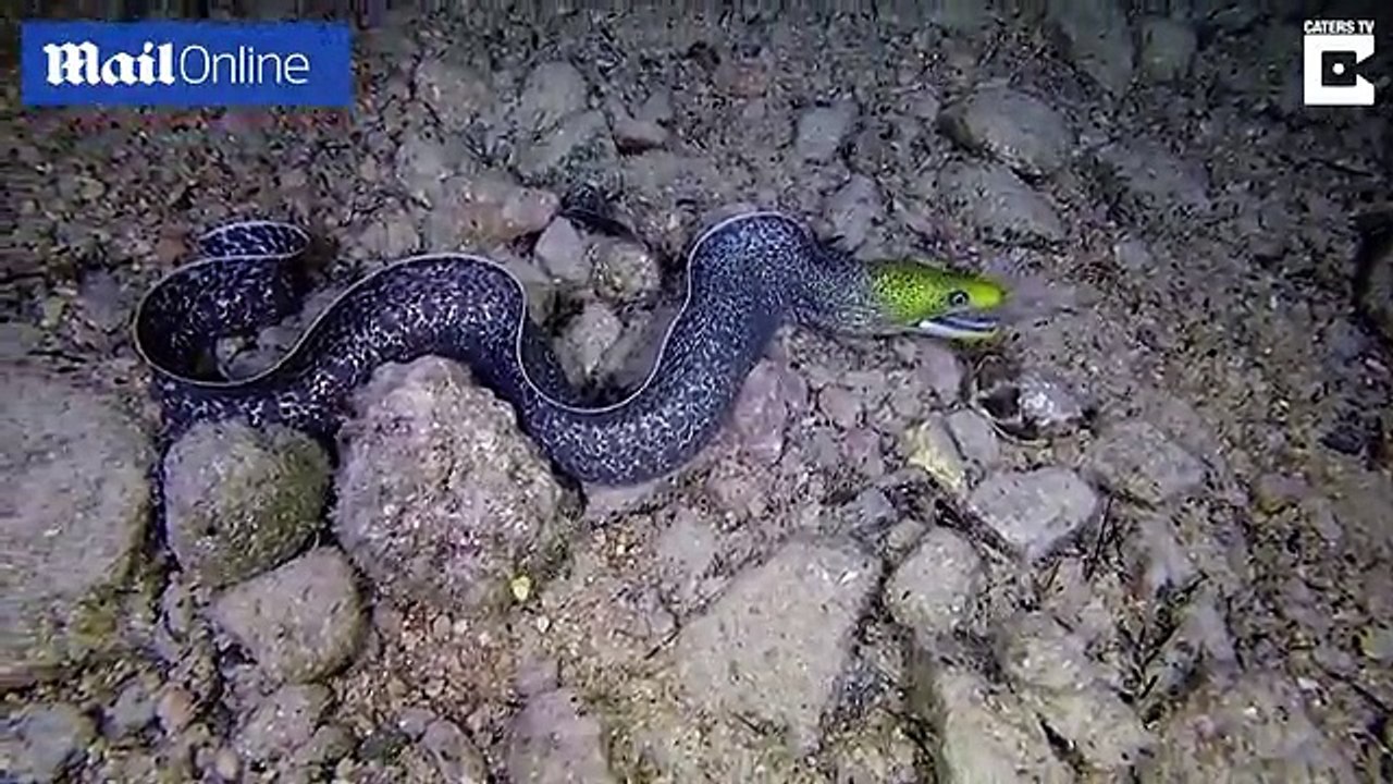 Eel hunts and then gobbles up unsuspecting puffer fish in merciless attack