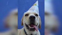 Most Owners Celebrate Their Dog's Birthdays and Even Throw Them Parties