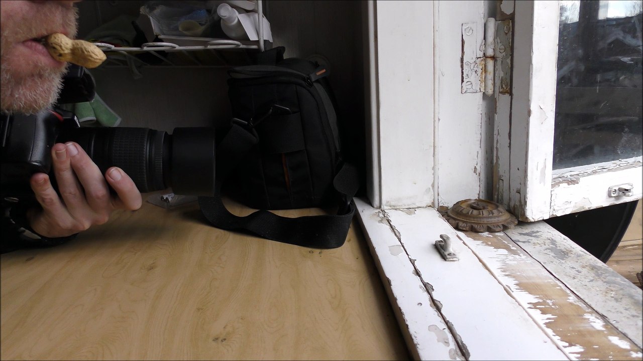 Photographer feed a peanut to a wild red squirrel out of the mouth