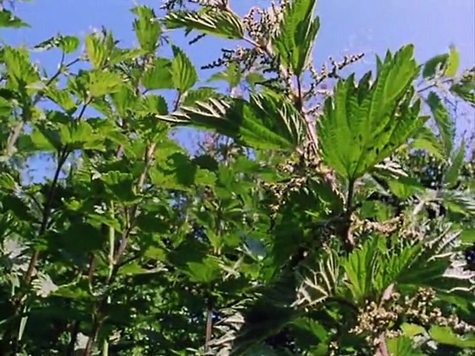 Private Life of Plants Growing