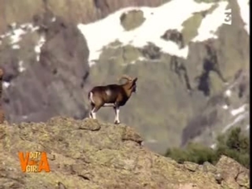 Le mouflon en Corse.. iMovieProject