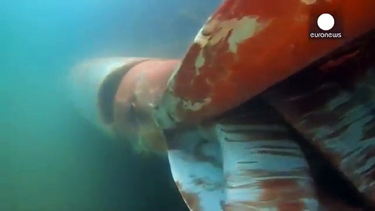 Calamar géant! un calamar géant a été filmé.