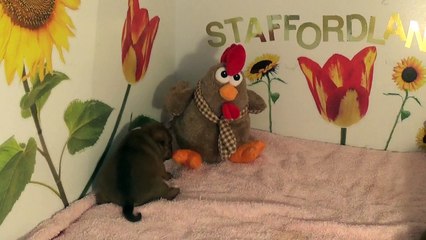 31ème Vidéo Le P'tit Oeuf n°5 Mâle de la 28ème portée de Staffordland