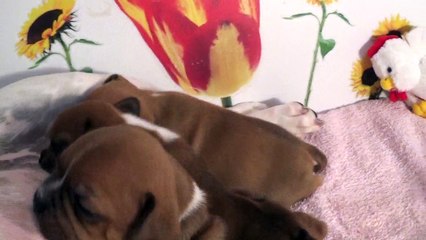 32ème Vidéo Maman et ses P'tits Oeufs de Staffordland