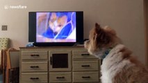 Rescue dog gets emotional while watching animal cruelty advert