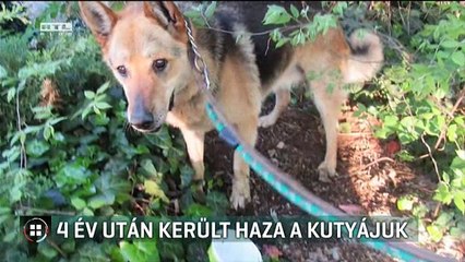 4 év után került haza a kutyájuk  RTL Híradó