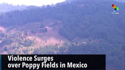 Violence Surges over Poppy Fields in Mexico