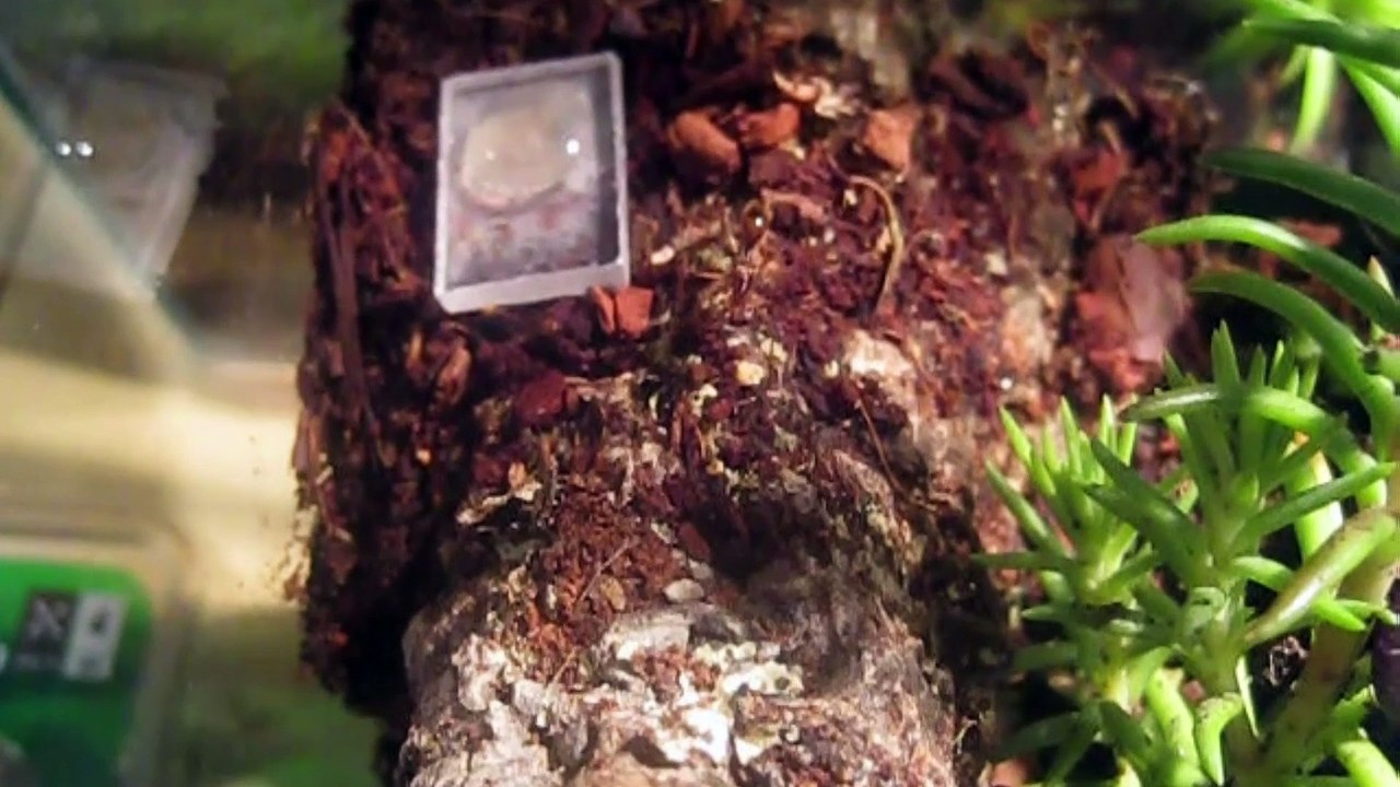 Terrarium Odontomachus hastatus