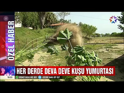 Tanesi 100 dolara satılan Devekuşu yumurtası