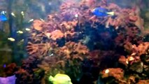 Palyaço Balığı Akvaryumu