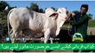 373 || Cow Qurbani for eiduladha || Bakra eid in karachi, Pakistan || Cow Mandi