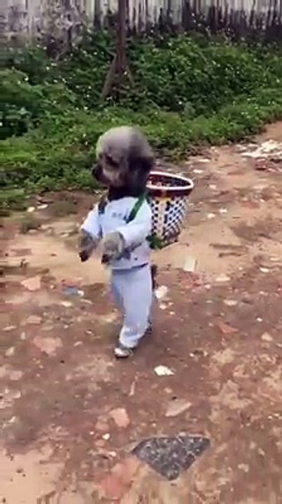 The sad dog