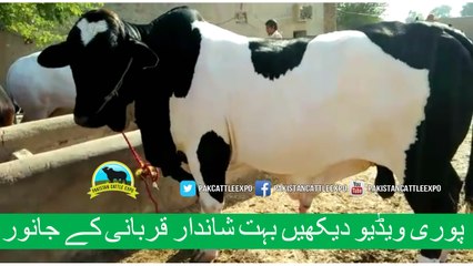 374 || Qurbani Bull for eiduladha || Bakra eid in Pakistan || Cow mandi