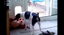 Cachorro Tentando Passar com o Brinquedo Muito Engraçado FUNNY VIDEOS ENGRAÇADOS PRANKS VINES FAIL