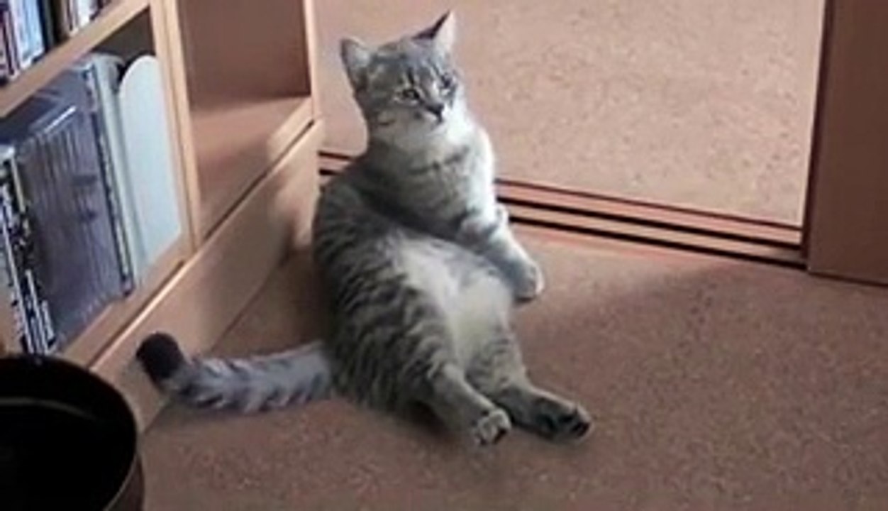 Cute Cat Begging