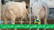 375 || Cow Qurbani for eiduladha || Bakra eid in Karachi, Pakistan || Cow Mandi