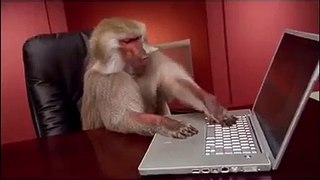Funny monkey internet wifi video