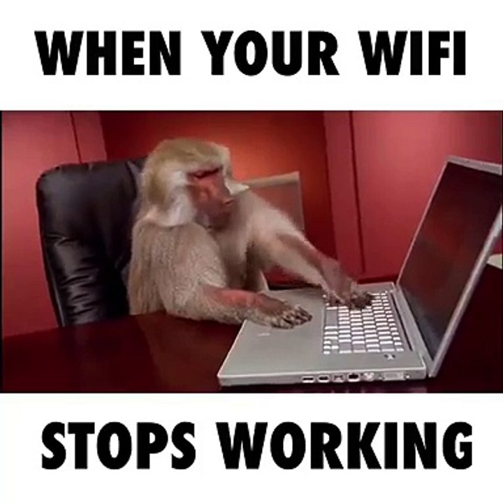 Funny monkey internet wifi video