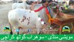 379 || Cow Mandi || 2017 || 2018 || Karachi Sohrab Goth || Cow Qurbani